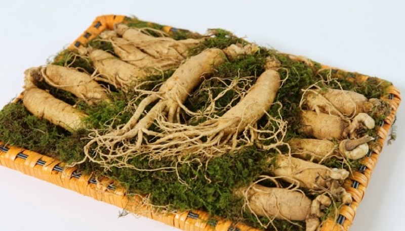 Sâm Korea - loại thảo dược quý được sử dụng từ xa xưa